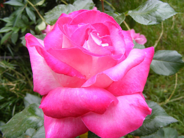Gaumo-(Rose Gaujard); Thea hybrid,floare foarte mare,41-80 petale,parfum usor(2din 5puncte)inaltime1,05-1,3m frunze lucioa
