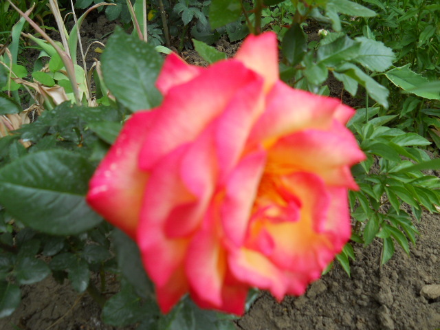079