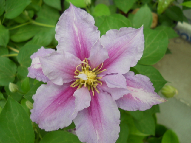 093 - clematis