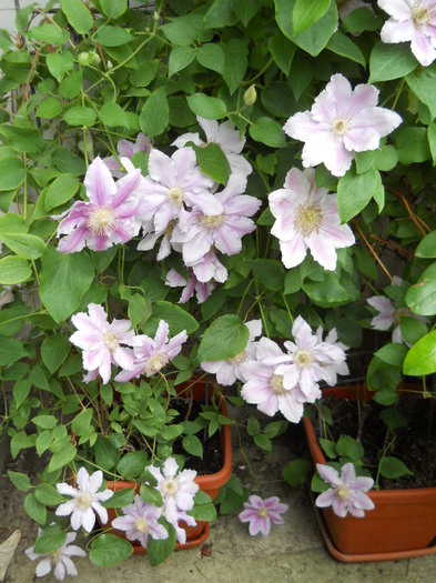 095 - clematis