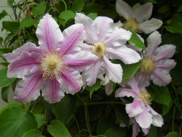 097 - clematis