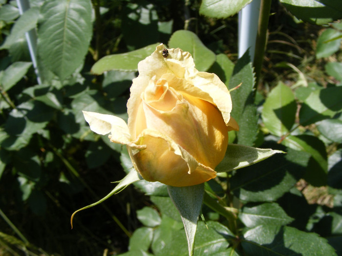 Casanova; Thea hybrid,floare mare,26-40 petale,miros mediu(3 din 5 puncte),inaltime1-1,3m,frunze lucioase
