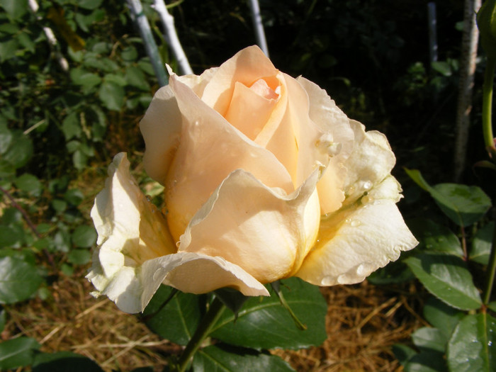 Casanova; Thea hybrid,floare mare,26-40 petale,miros mediu(3 din 5 puncte),inaltime1-1,3m,frunze lucioase
