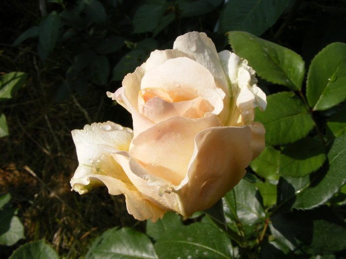 Casanova; Thea hybrid,floare mare,26-40 petale,miros mediu(3 din 5 puncte),inaltime1-1,3m,frunze lucioase
