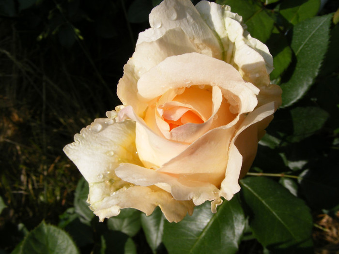 Casanova; Thea hybrid,floare mare,26-40 petale,miros mediu(3 din 5 puncte),inaltime1-1,3m,frunze lucioase
