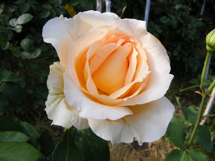 Casanova; Thea hybrid,floare mare,26-40 petale,miros mediu(3 din 5 puncte),inaltime1-1,3m,frunze lucioase
