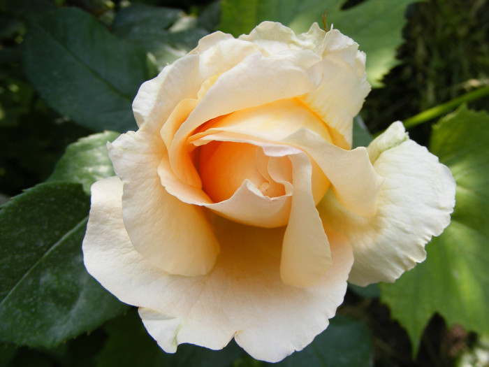 Casanova; Thea hybrid,floare mare,26-40 petale,miros mediu(3 din 5 puncte),inaltime1-1,3m,frunze lucioase
