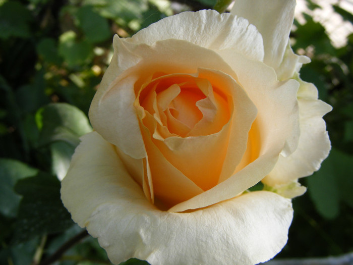 Casanova; Thea hybrid,floare mare,26-40 petale,miros mediu(3 din 5 puncte),inaltime1-1,3m,frunze lucioase
