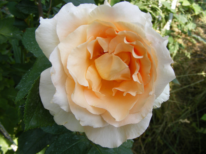 Casanova; Thea hybrid,floare mare,26-40 petale,miros mediu(3 din 5 puncte),inaltime1-1,3m,frunze lucioase
