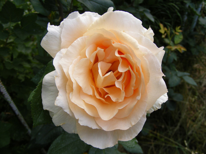 Casanova; Thea hybrid,floare mare,26-40 petale,miros mediu(3 din 5 puncte),inaltime1-1,3m,frunze lucioase
