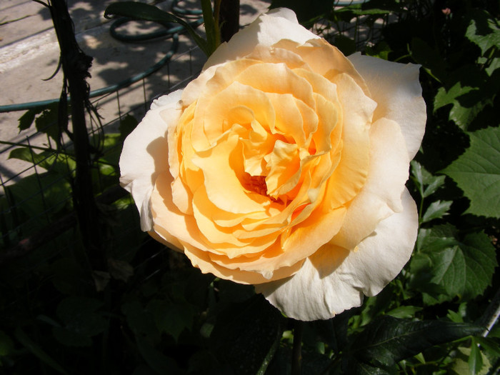 Casanova; Thea hybrid,floare mare,26-40 petale,miros mediu(3 din 5 puncte),inaltime1-1,3m,frunze lucioase
