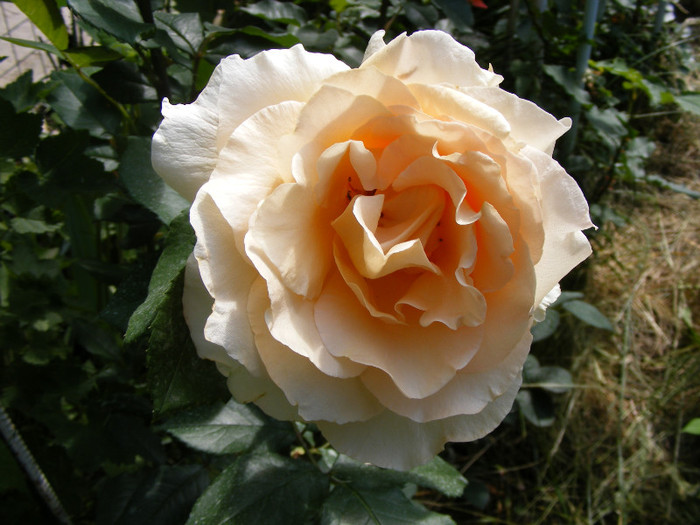 Casanova; Thea hybrid,floare mare,26-40 petale,miros mediu(3 din 5 puncte),inaltime1-1,3m,frunze lucioase
