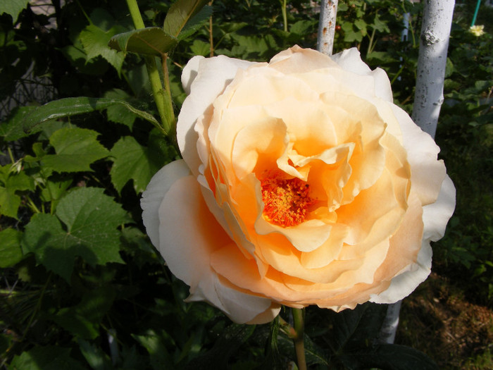 Casanova; Thea hybrid,floare mare,26-40 petale,miros mediu(3 din 5 puncte),inaltime1-1,3m,frunze lucioase
