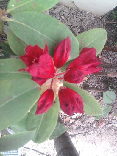 incepe sa se deschida - Rhododendroni
