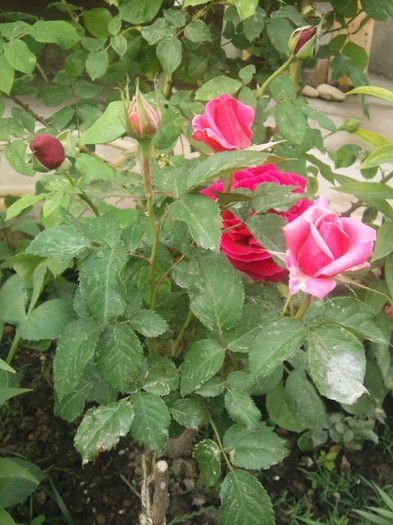 Photo008pomisor roz  mic; altoit de mine pe maces mic din trandafir pitic
