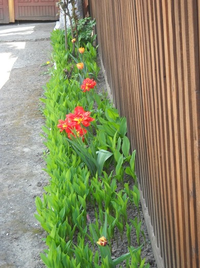 DSCN5087 - FLORI DIVERSE