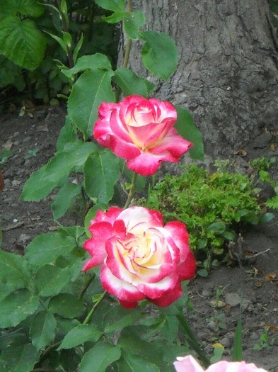 DSCN6160 - FLORI DIVERSE