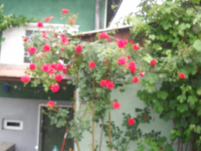 DSCN6164 - FLORI DIVERSE