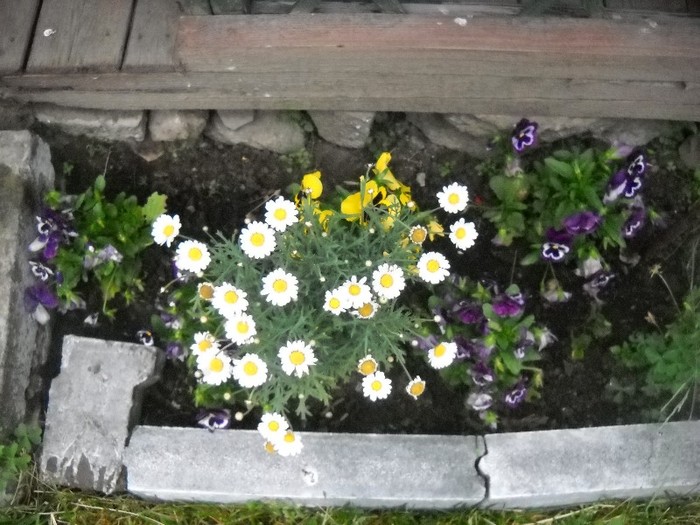 DSCN6167 - FLORI DIVERSE