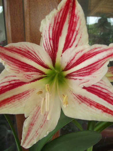 alb cu rosu - primavara-flori