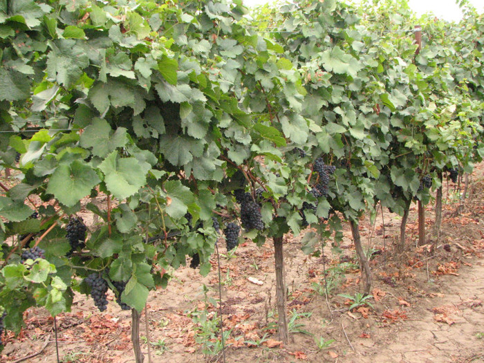 Pinot noir - Plimbare prin Dobrogea