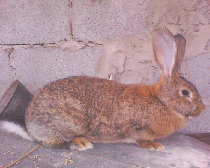 IMG0366A - iepuri
