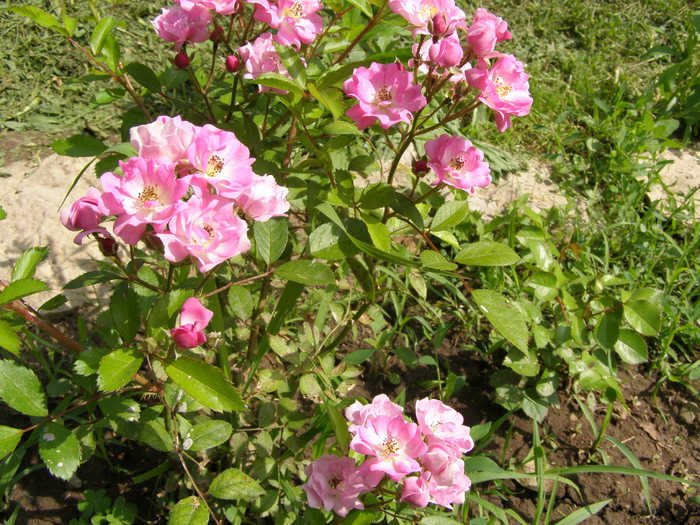 P4145798
