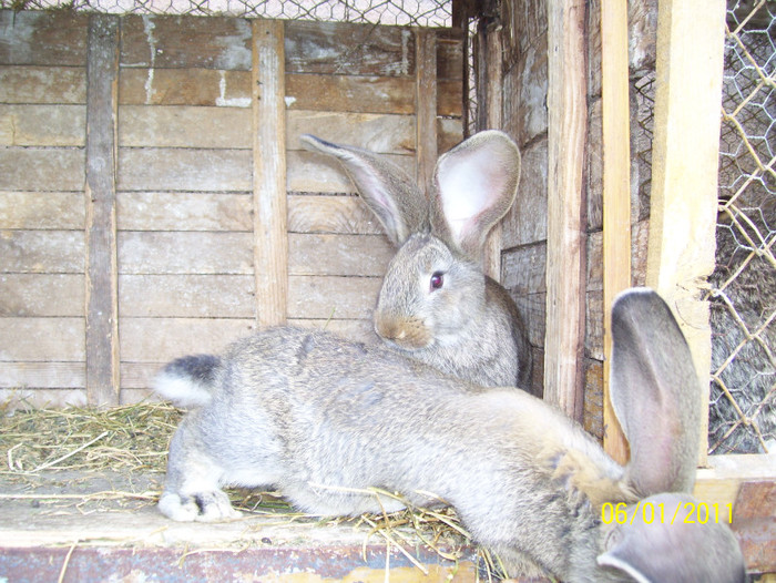 urias gri german - iepuri 1 mai 2011