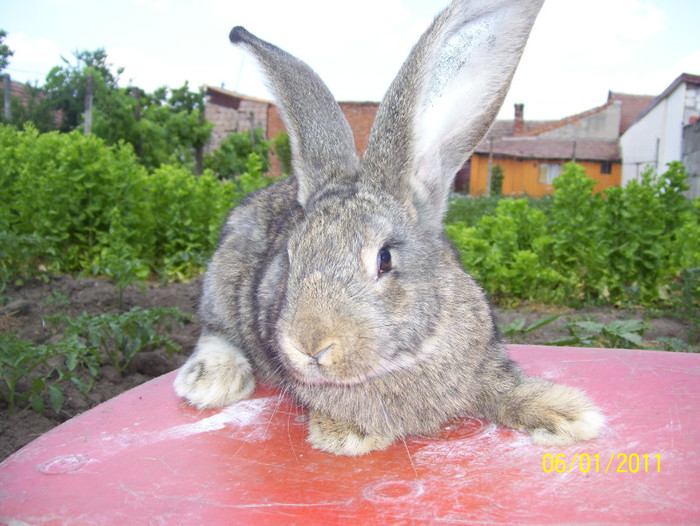 femela urias gri german; feemla urias gri german 2,7 kg la 2 luni,provine de la vali puica,tatal mascul de 97,5 pct vicecampi
