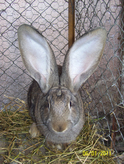 preferata mea femela urias gri german 3 luni la 4 kg.origini din germania - iepuri 1 mai 2011