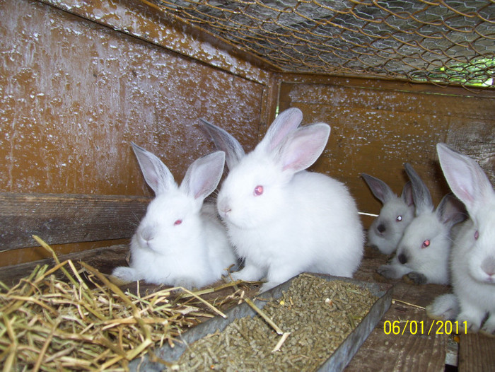 pui californieni; au 5 sapt la 1 kg.
