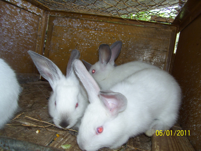 Picture 046 - iepuri 1 mai 2011