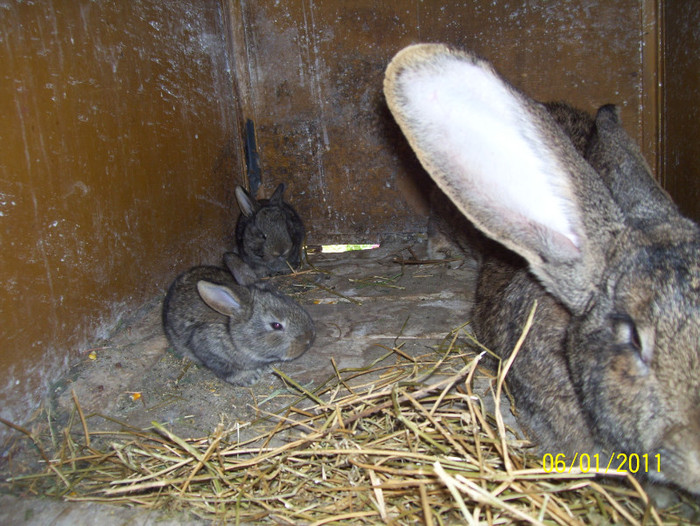 Picture 049 - iepuri 1 mai 2011
