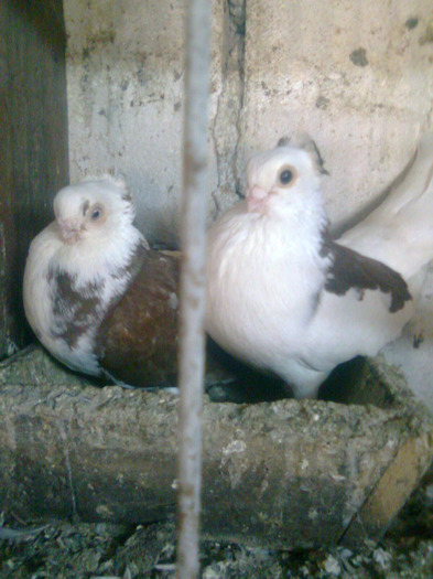 selvet 115