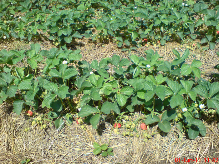 poze sony ericson solar 005