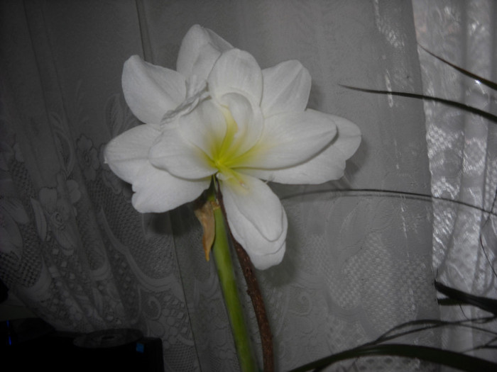 Amaryllis alb batut - Florile mele