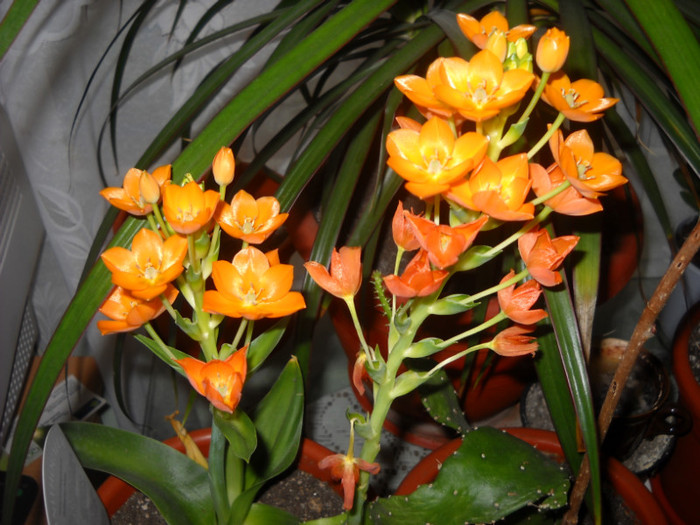 Ornitogalum Dubium - Florile mele