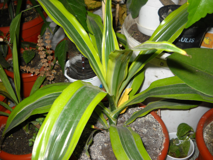 dracena - Florile mele