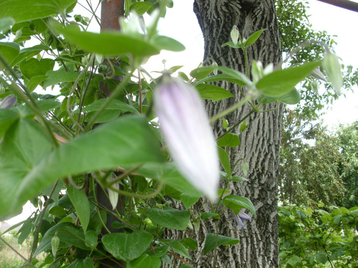  - CLEMATIS 2011