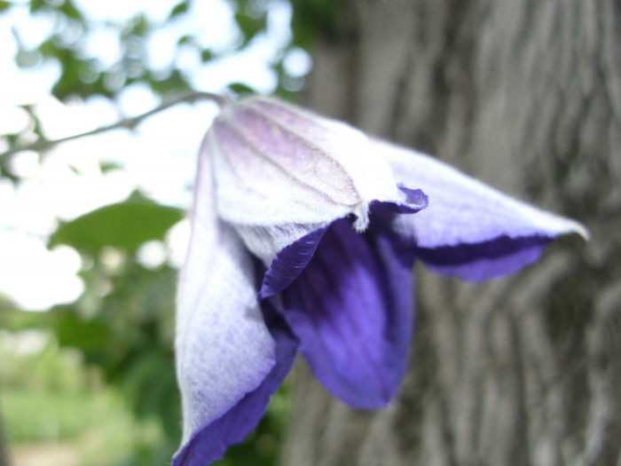  - CLEMATIS 2011