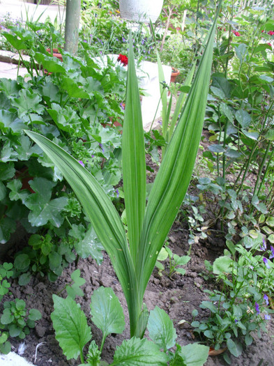 GLADIOLA - MAI 2011