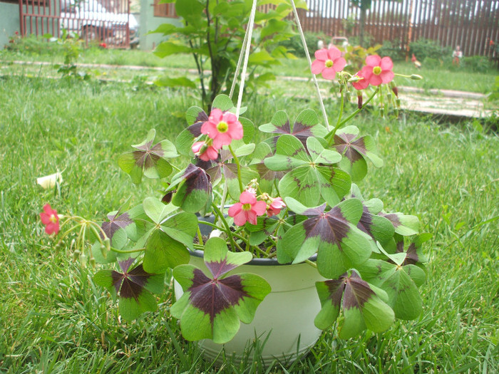 oxalis