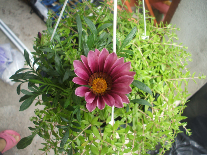 gazania