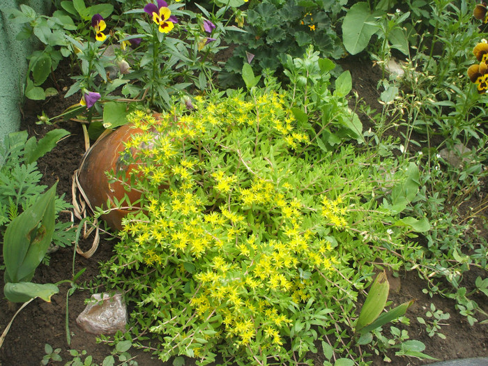 suculente in floare - gradina 2011