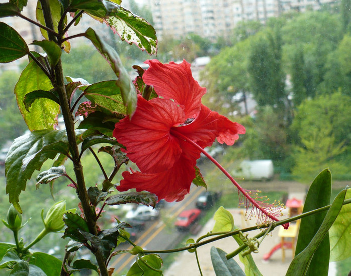 8 mai
