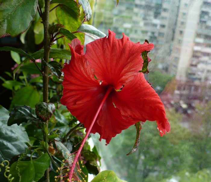 P1330909
