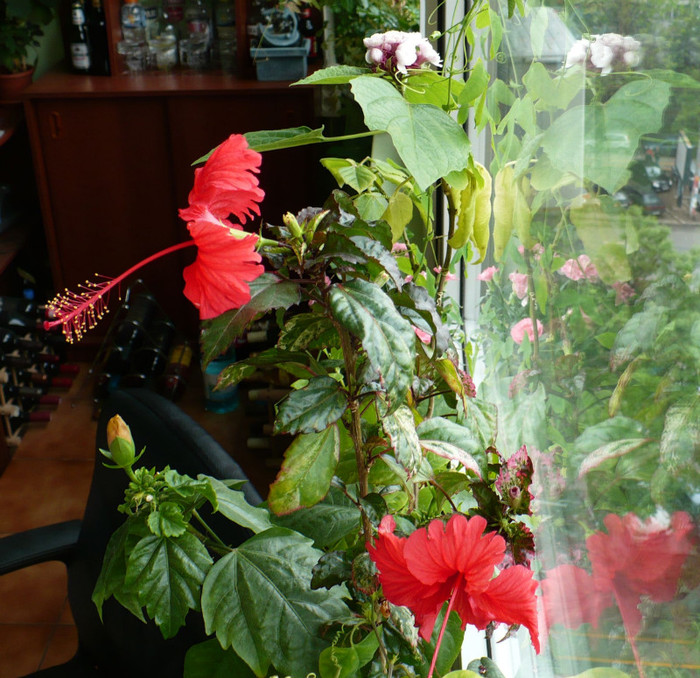 P1330919