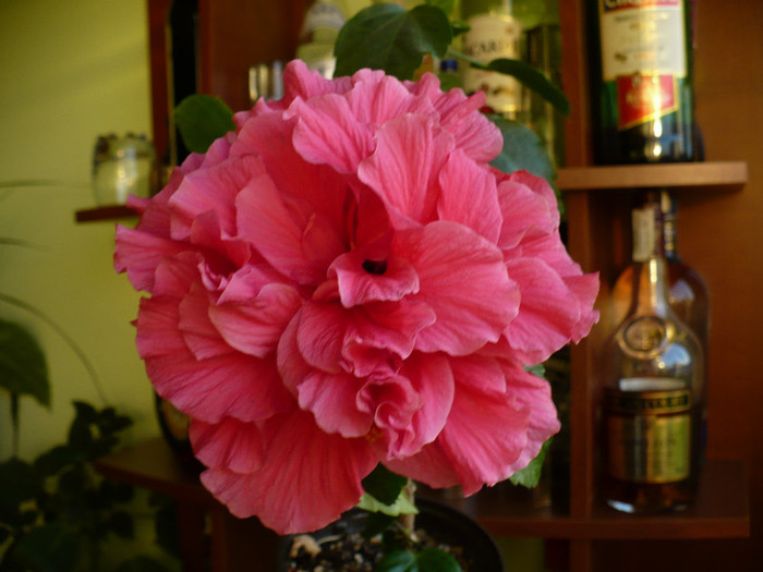 P1330976