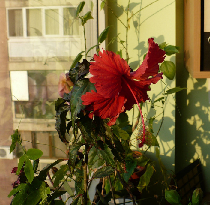 31 mai