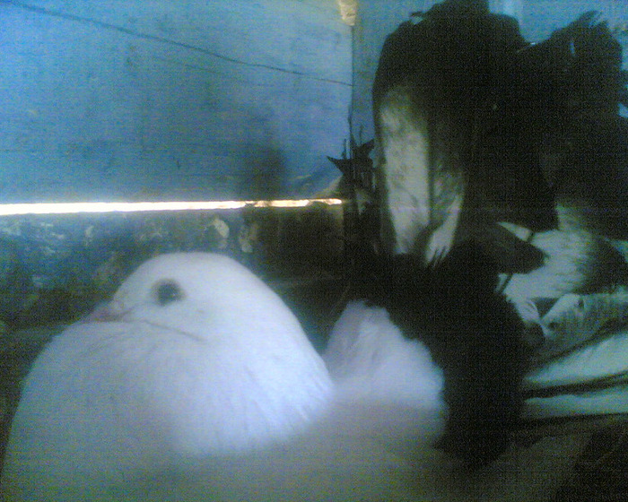 Image009 - alb coada negru sters